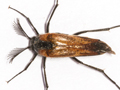 Metoecus paradoxus